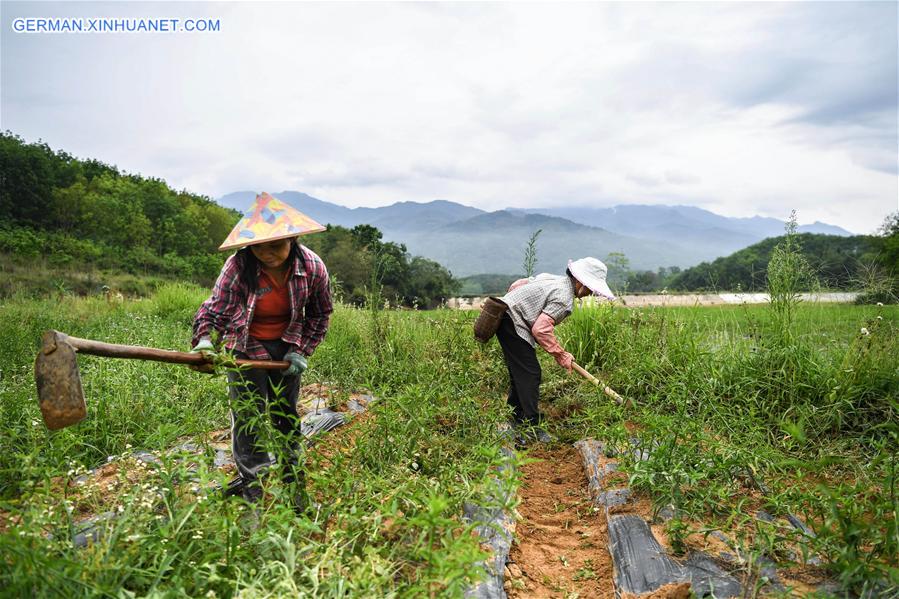 CHINA-HAINAN-SUMMER-AGRICULTURE (CN)