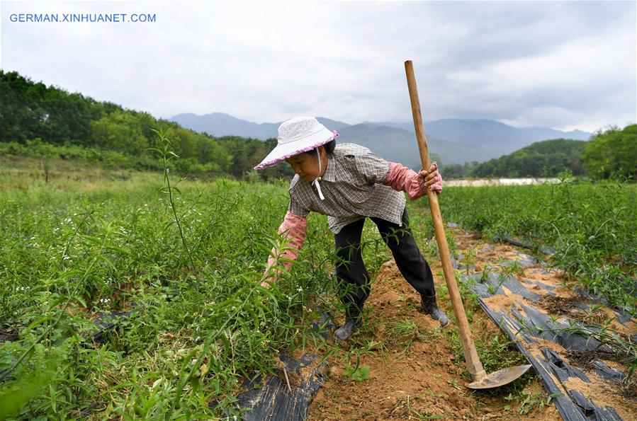 CHINA-HAINAN-SUMMER-AGRICULTURE (CN)