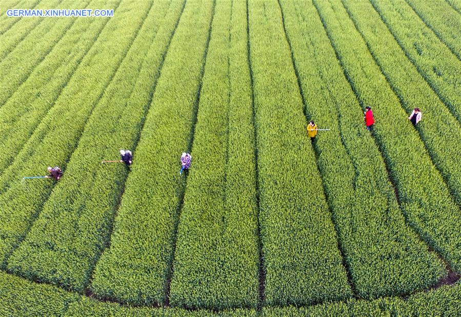 #CHINA-JIANGSU-SUMMER-AGRICULTURE (CN)