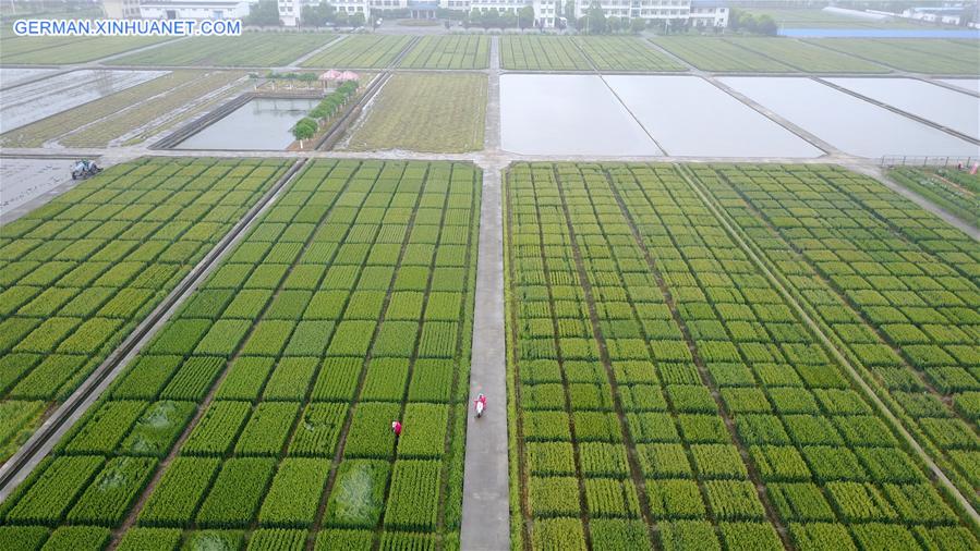 #CHINA-JIANGSU-SUMMER-AGRICULTURE (CN)