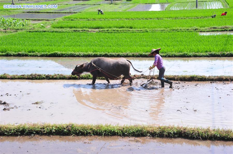 #CHINA-GUANGXI-SUMMER-AGRICULTURE (CN)