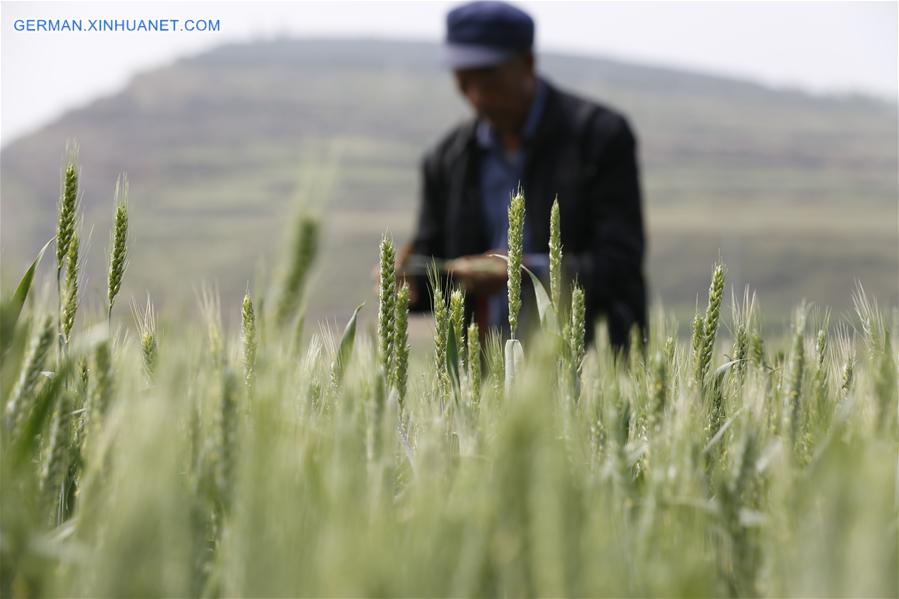 #CHINA-SHANDONG-SUMMER-AGRICULTURE (CN)