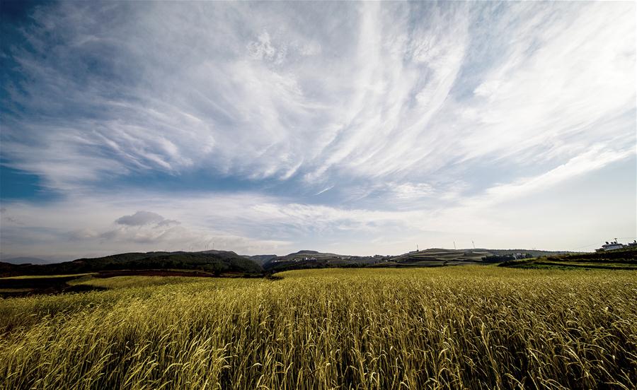 CHINA-YUNNAN-DONGCHUAN RED LAND-SCENERY (CN)