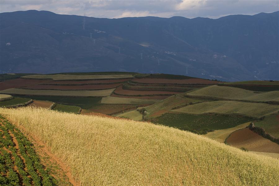 CHINA-YUNNAN-DONGCHUAN RED LAND-SCENERY (CN)