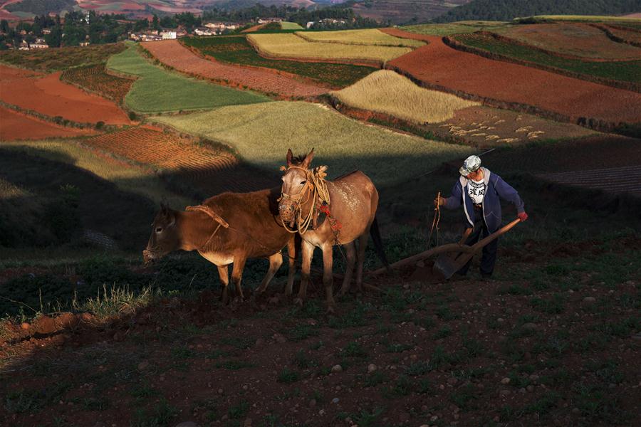 CHINA-YUNNAN-DONGCHUAN RED LAND-SCENERY (CN)