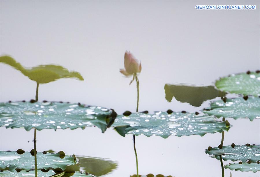 #CHINA-SUMMER-LOTUS FLOWERS (CN*)