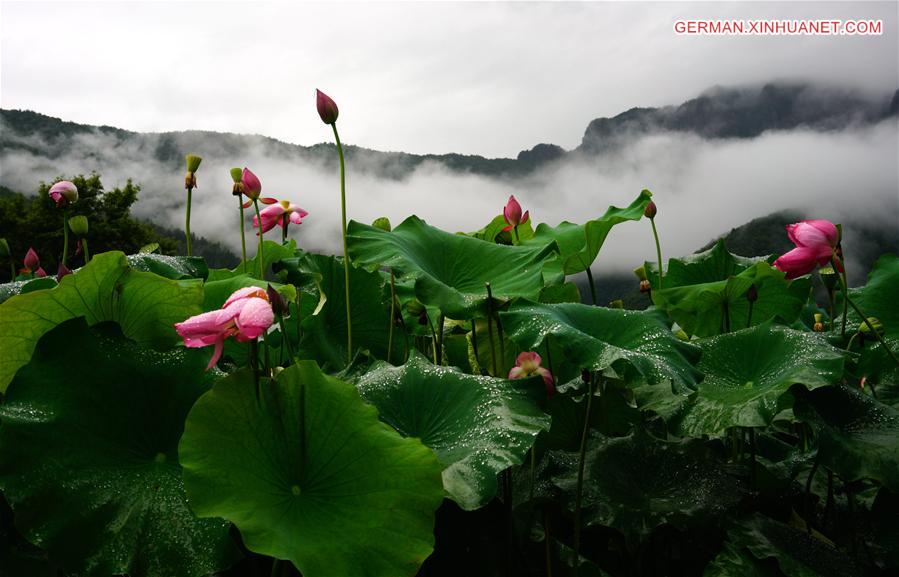 #CHINA-GUILIN-LOTUS FLOWERS (CN)