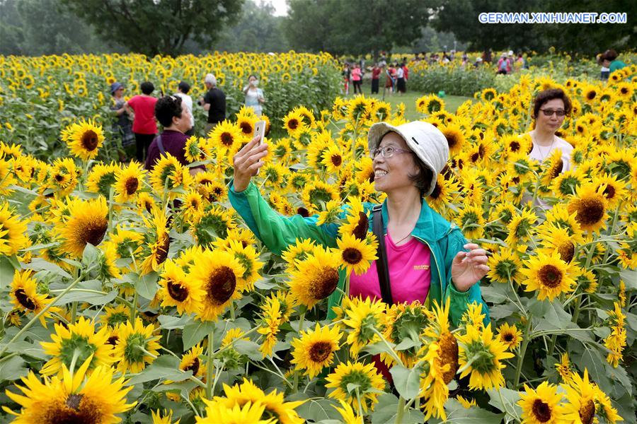 #CHINA-BEIJING-TOURISM-SUNFLOWER (CN)