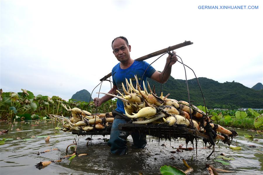 #CHINA-GUANGXI-LOTUS ROOT-HARVEST-EXPORT (CN)