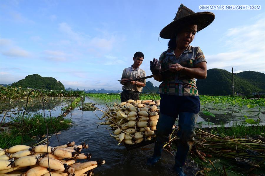 #CHINA-GUANGXI-LOTUS ROOT-HARVEST-EXPORT (CN)