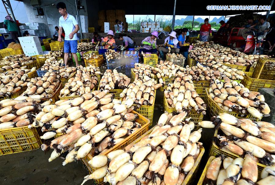 #CHINA-GUANGXI-LOTUS ROOT-HARVEST-EXPORT (CN)