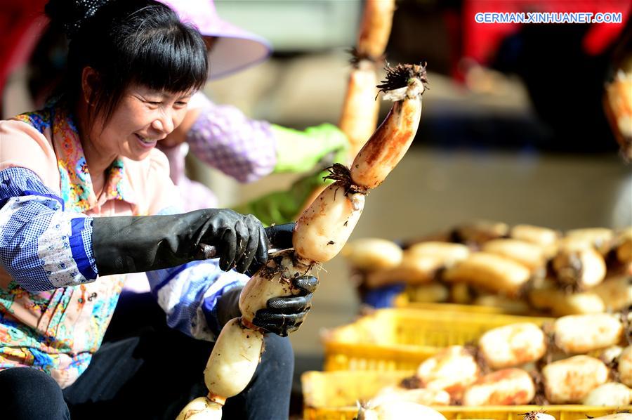 #CHINA-GUANGXI-LOTUS ROOT-HARVEST-EXPORT (CN)