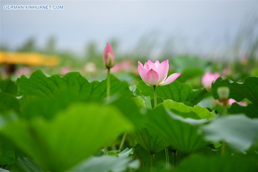 CHINA-HENAN-LOTUS FLOWERS (CN)