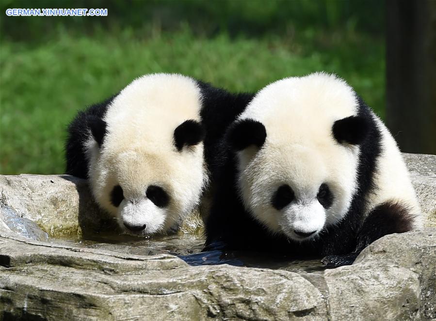 CHINA-CHONGQING-GIANT PANDA CUB-BIRTHDAY(CN)