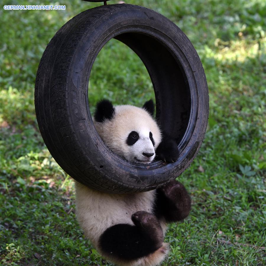 CHINA-CHONGQING-GIANT PANDA CUB-BIRTHDAY(CN)