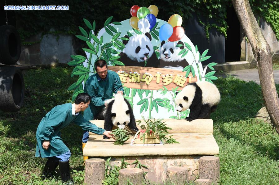 CHINA-CHONGQING-GIANT PANDA CUB-BIRTHDAY(CN)