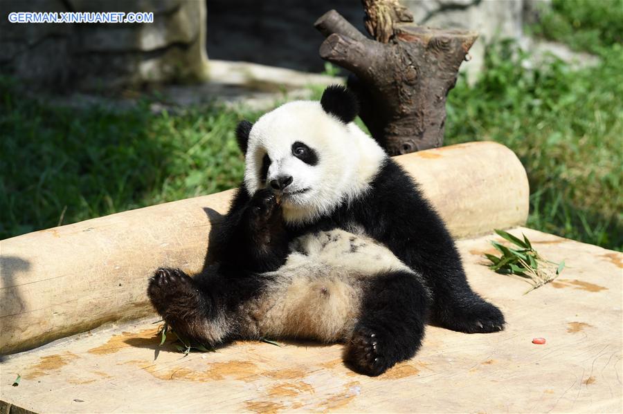 CHINA-CHONGQING-GIANT PANDA CUB-BIRTHDAY(CN)