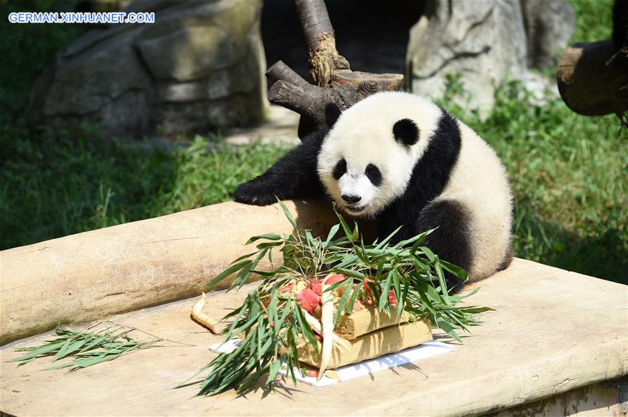 CHINA-CHONGQING-GIANT PANDA CUB-BIRTHDAY(CN)