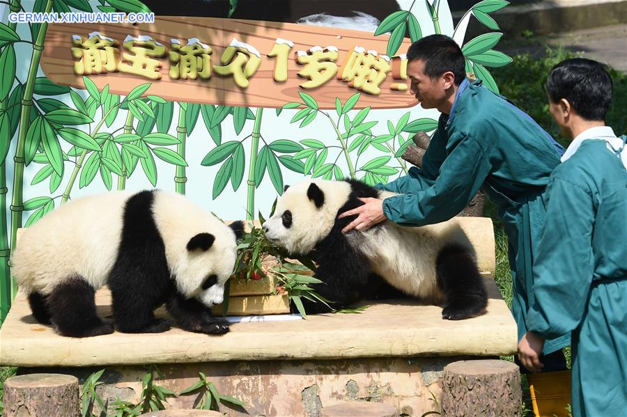 CHINA-CHONGQING-GIANT PANDA CUB-BIRTHDAY(CN)