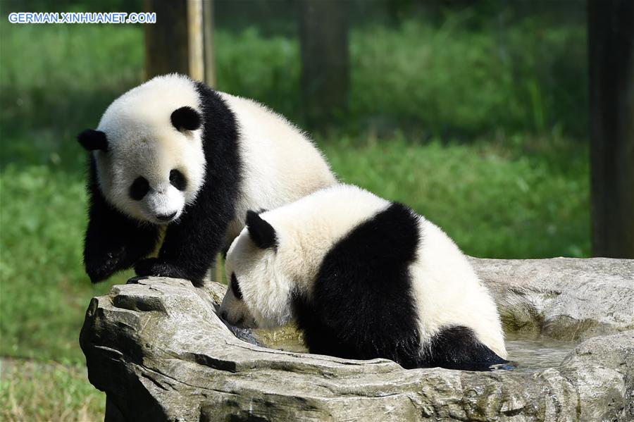 CHINA-CHONGQING-GIANT PANDA CUB-BIRTHDAY(CN)