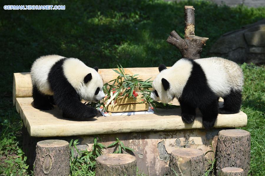 CHINA-CHONGQING-GIANT PANDA CUB-BIRTHDAY(CN)