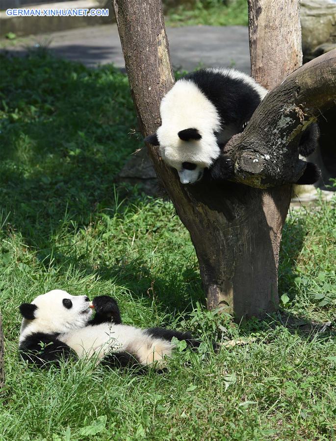 CHINA-CHONGQING-GIANT PANDA CUB-BIRTHDAY(CN)