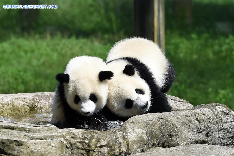 CHINA-CHONGQING-GIANT PANDA CUB-BIRTHDAY(CN)