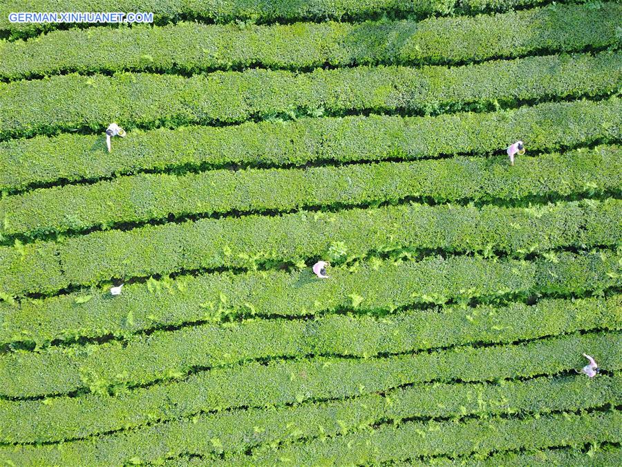 CHINA-GUIZHOU-TEA-WEALTH (CN)