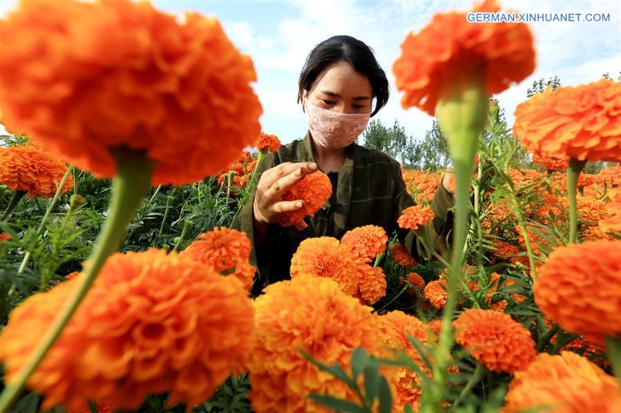 #CHINA-XINJIANG-FARM-MARIGOLD (CN)