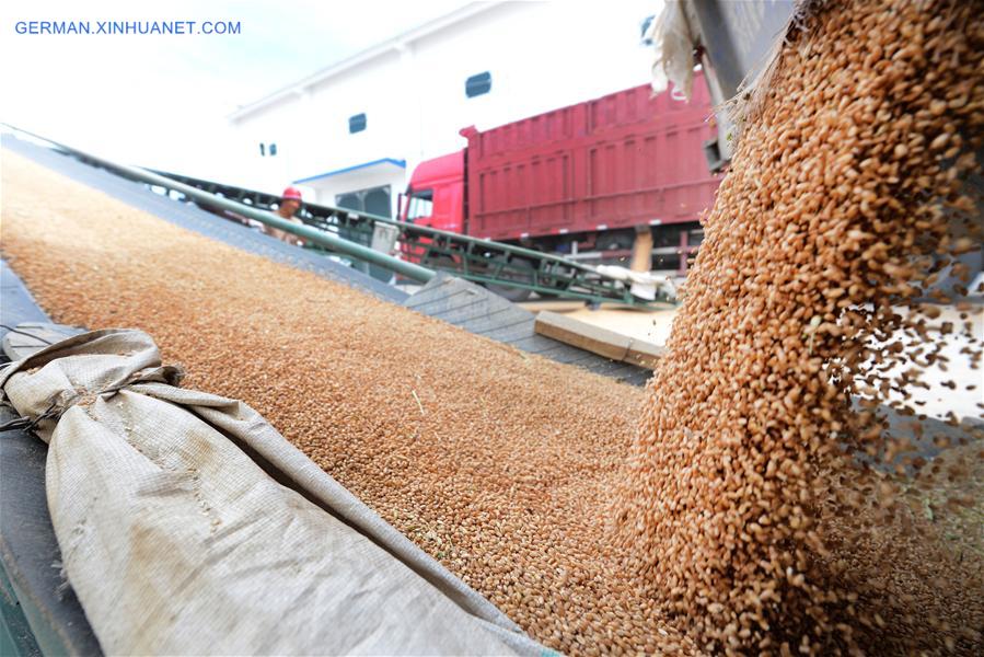 #CHINA-XINJIANG-WHEAT-HARVEST (CN)