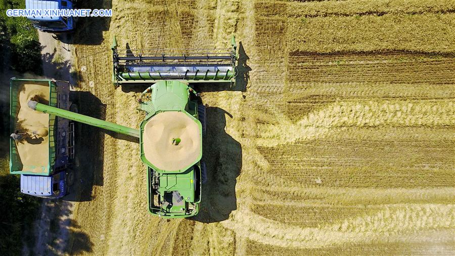 #CHINA-XINJIANG-WHEAT-HARVEST (CN)