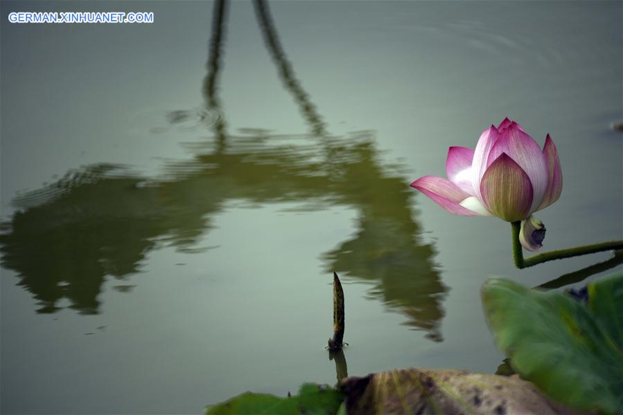 #CHINA-TAOYUAN-LOTUS (CN)