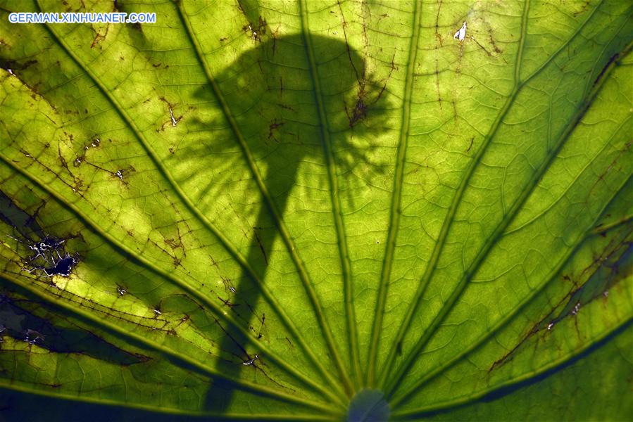 #CHINA-TAOYUAN-LOTUS (CN)