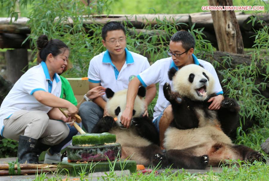 CHINA-SICHUAN-GIANT PANDA TWINS-BIRTHDAY(CN) 