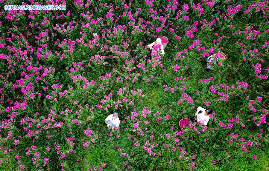 #CHINA-SICHUAN-HUAYING-FLOWER PLANTATION (CN)
