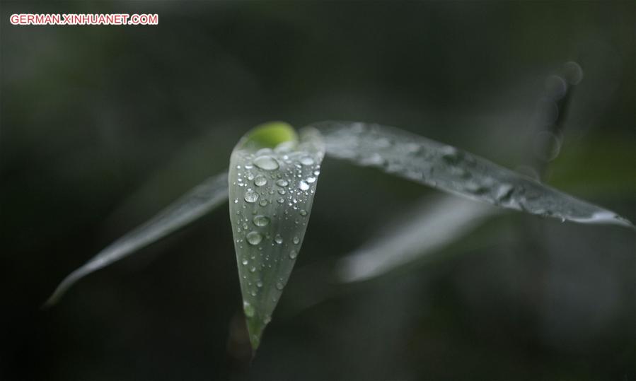 #CHINA-JIANGSU-YANGZHOU-SCENERY AFTER RAIN (CN)