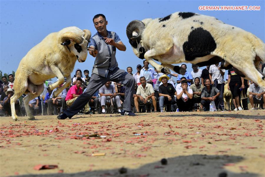 #CHINA-SHANDONG-GOAT FIGHT(CN)