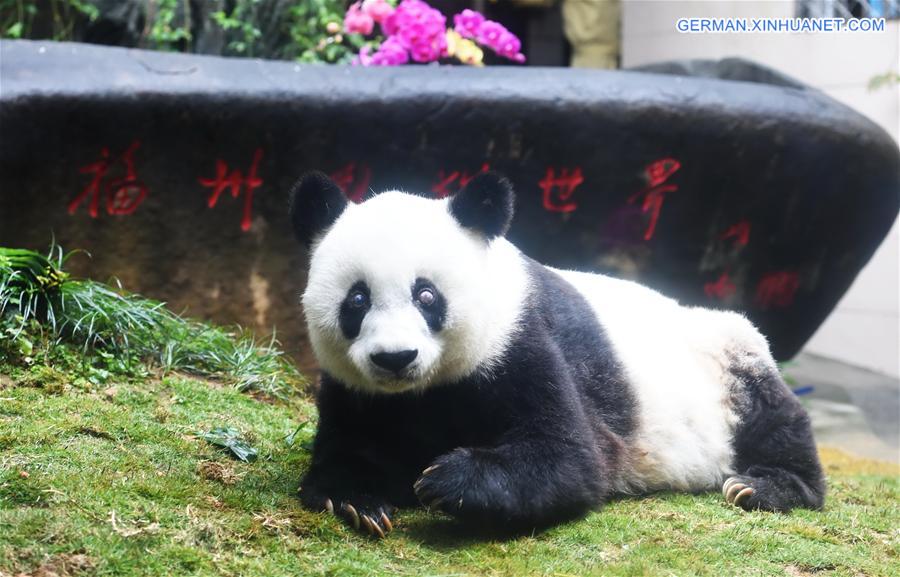 CHINA-FUZHOU-GIANT PANDA BASI-DEATH (CN)