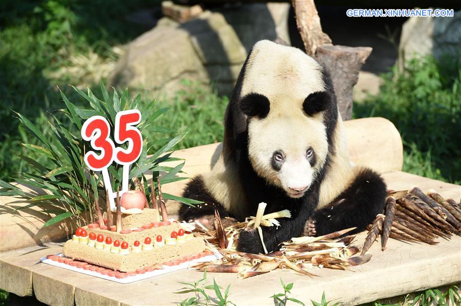 CHINA-CHONGQING-GIANT PANDA XINXING-35TH BIRTHDAY (CN)
