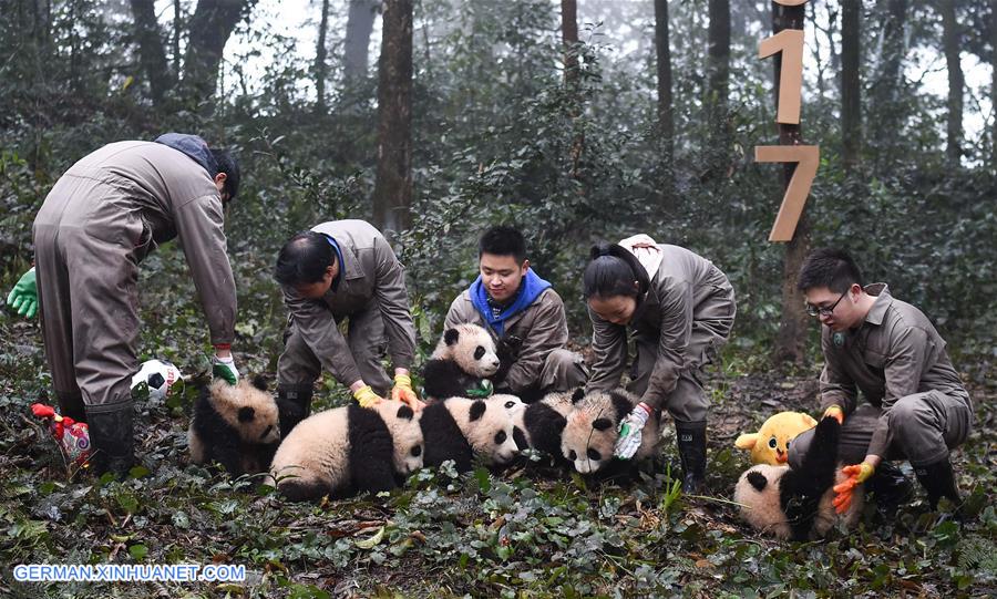 CHINA-GIANT PANDA-NATIONAL PARK (CN)