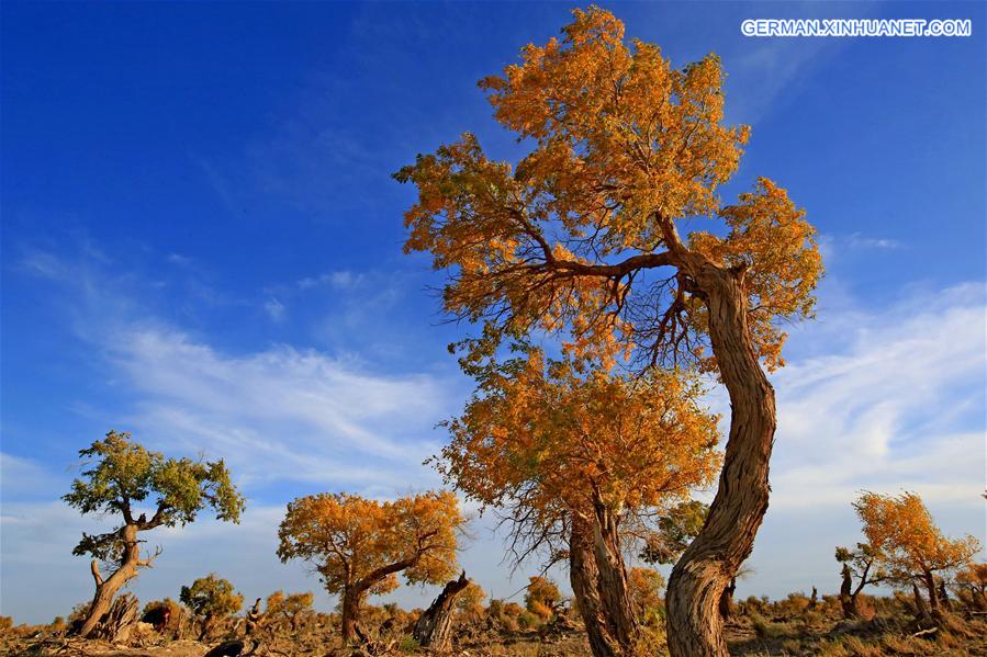 #CHINA-XINJIANG-POPULUS DIVERSIFOLIA TREE-SCENERY (CN)