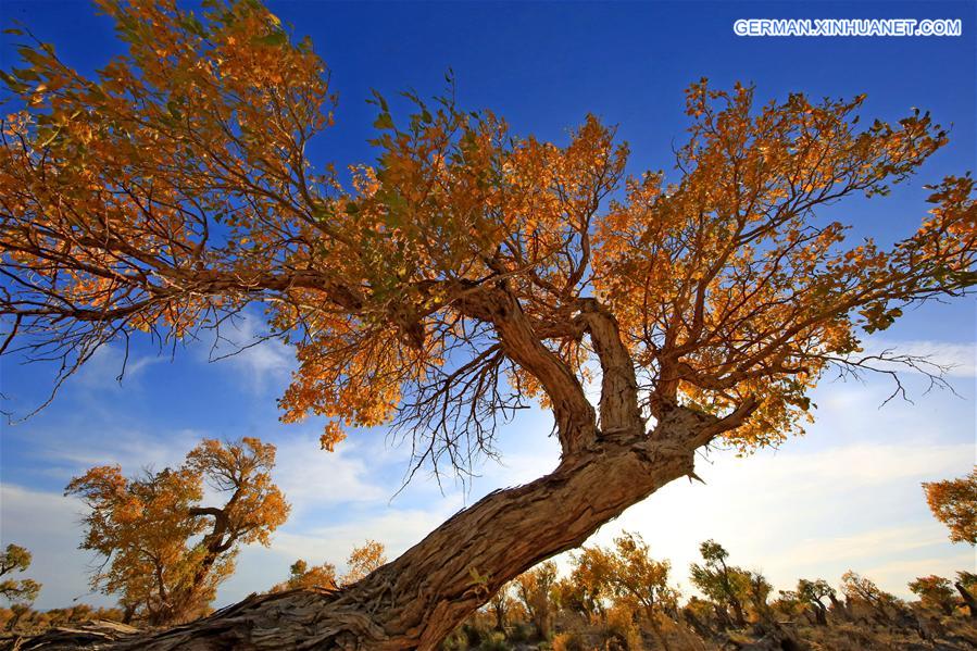 #CHINA-XINJIANG-POPULUS DIVERSIFOLIA TREE-SCENERY (CN)