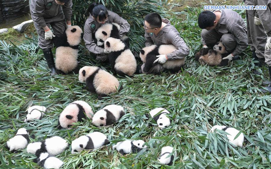 CHINA-GIANT PANDA-PRESERVATION AND BREEDING-RECORD (CN)