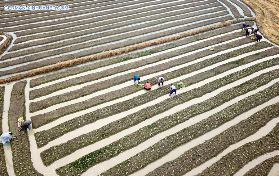 #CHINA-WINTER-FARM WORK (CN)