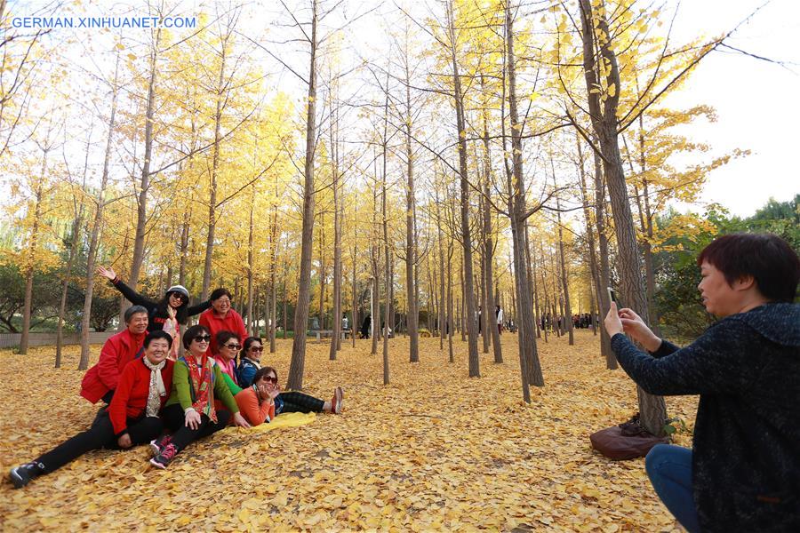 #CHINA-GINKGO TREES-SCENERY(CN)