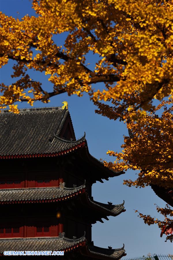 #CHINA-SHANDONG-GINGKO TREES (CN)
