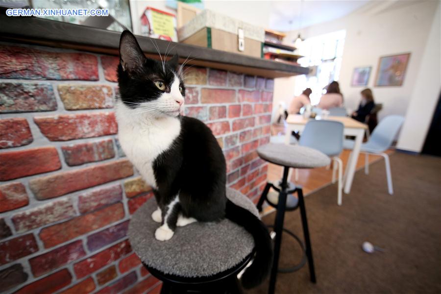 CROATIA-ZAGREB-CAT CAFFE