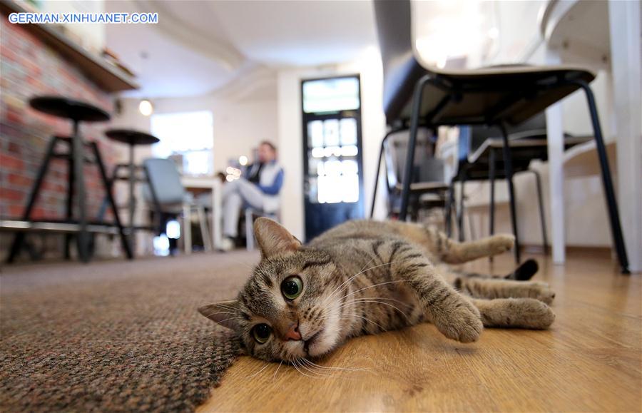 CROATIA-ZAGREB-CAT CAFFE