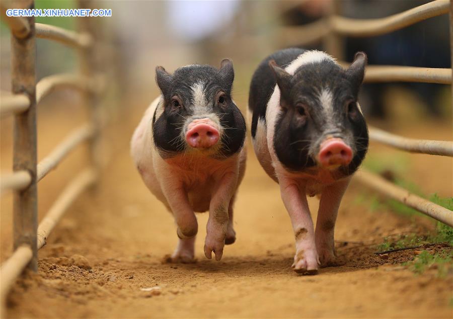 CHINA-LIAONING-PIGLET-RACE (CN)