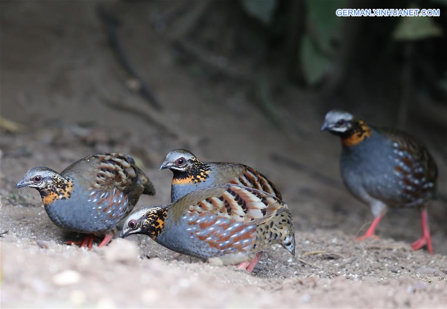 CHINA-YUNNAN-GAOLIGONG MOUNTAIN-BIRDS (CN)